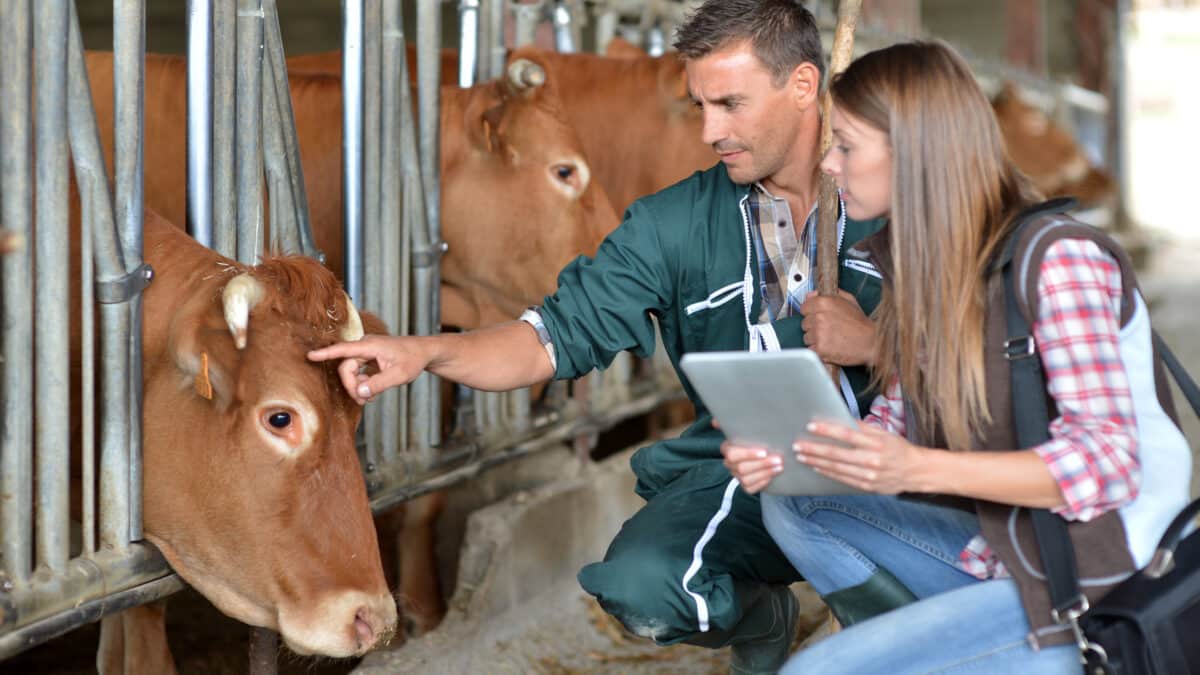 A farmer and a veterinarian check on cows. The vet uses a tablet to dictate notes for transcription.