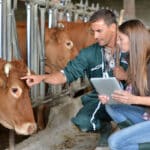 A farmer and a veterinarian check on cows. The vet uses a tablet to dictate notes for transcription.