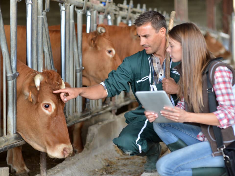 A farmer and a veterinarian check on cows. The vet uses a tablet to dictate notes for transcription.