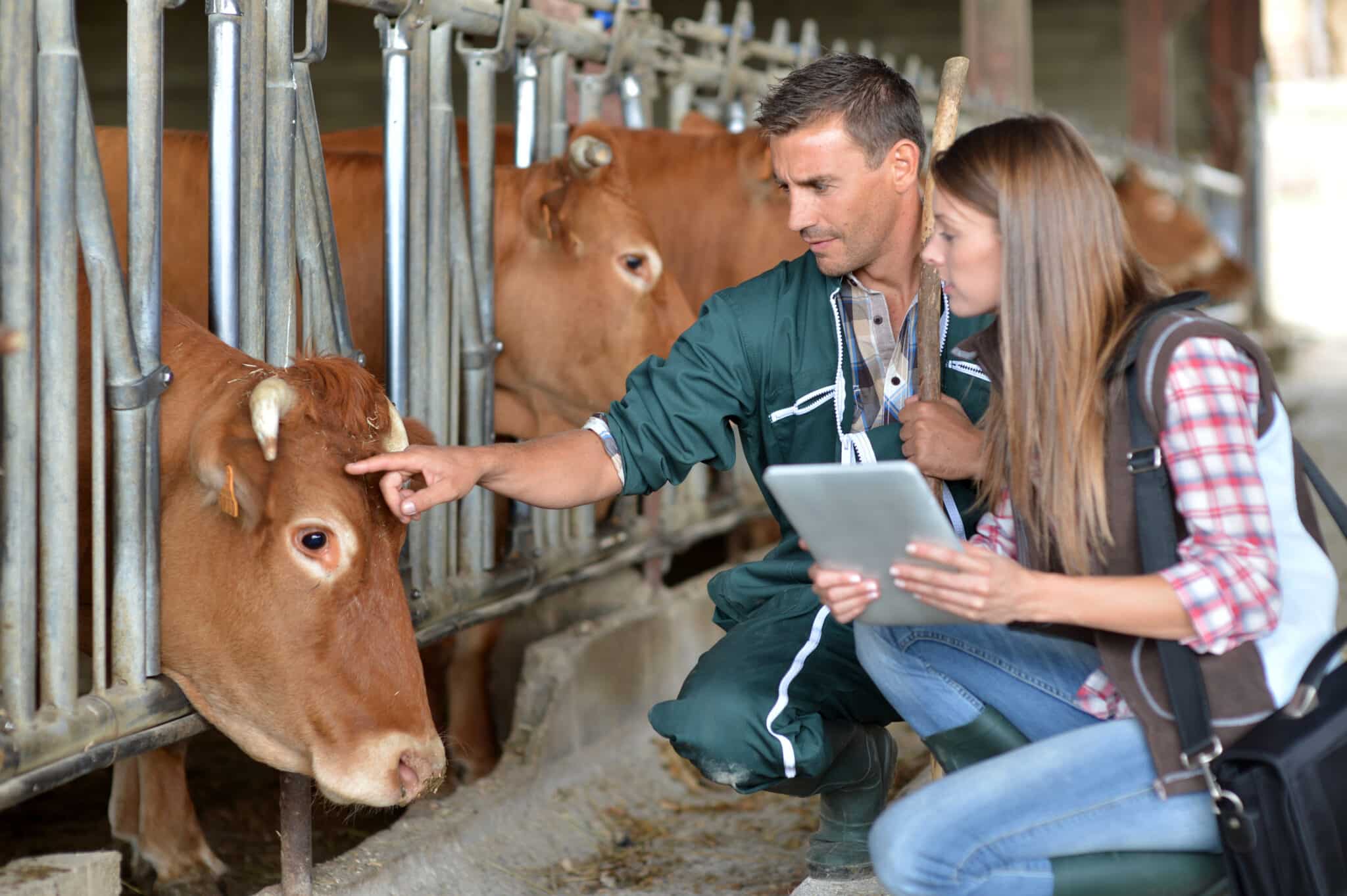 Enhancing Veterinary Care with Athreon’s Speech-to-Text Transcription Services