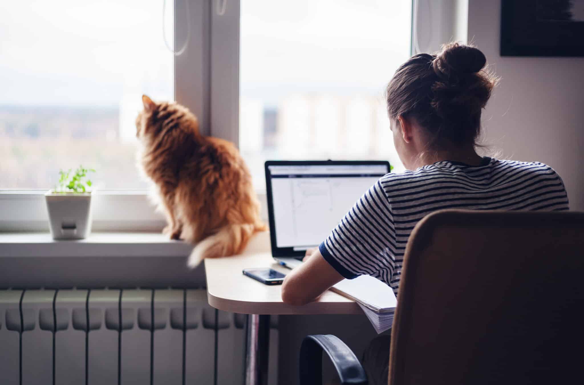 Athreon freelancer working from home on a laptop with her cat sitting on the window sill beside her.