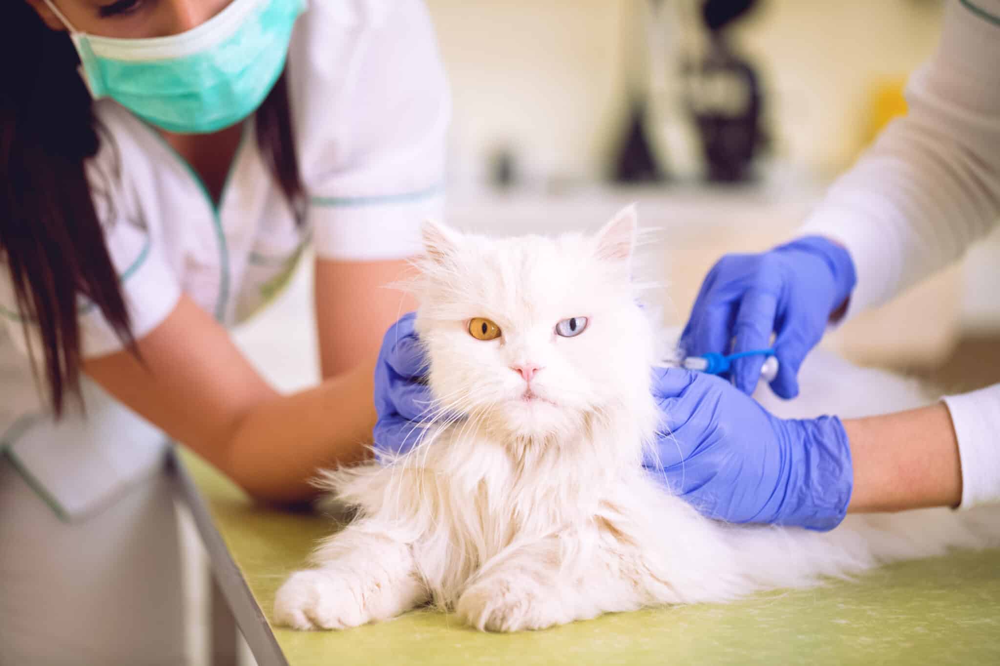 Vet gives injection to Persian cat, showcasing efficient care supported by transcription services.